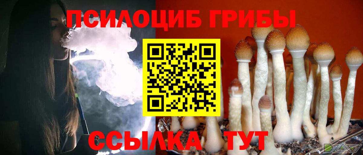 Галлюциногенные грибы Psilocybe Сафоново